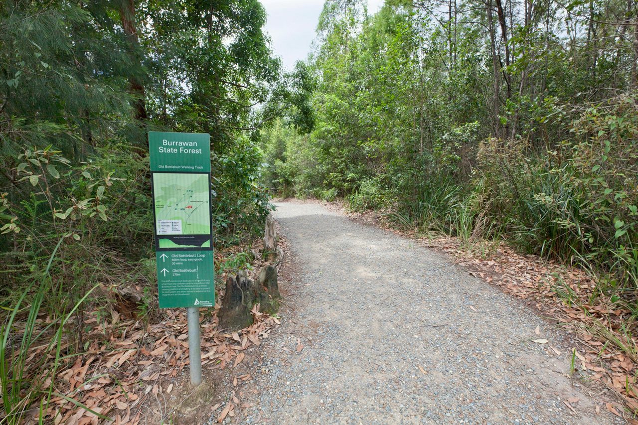 The walking track to Old Bottlebutt, Burrawan State Forest