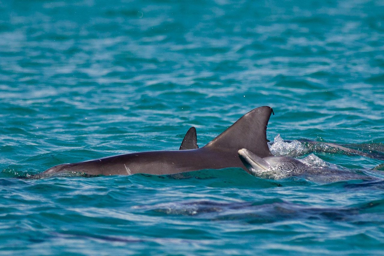 Dolphins at Booderee