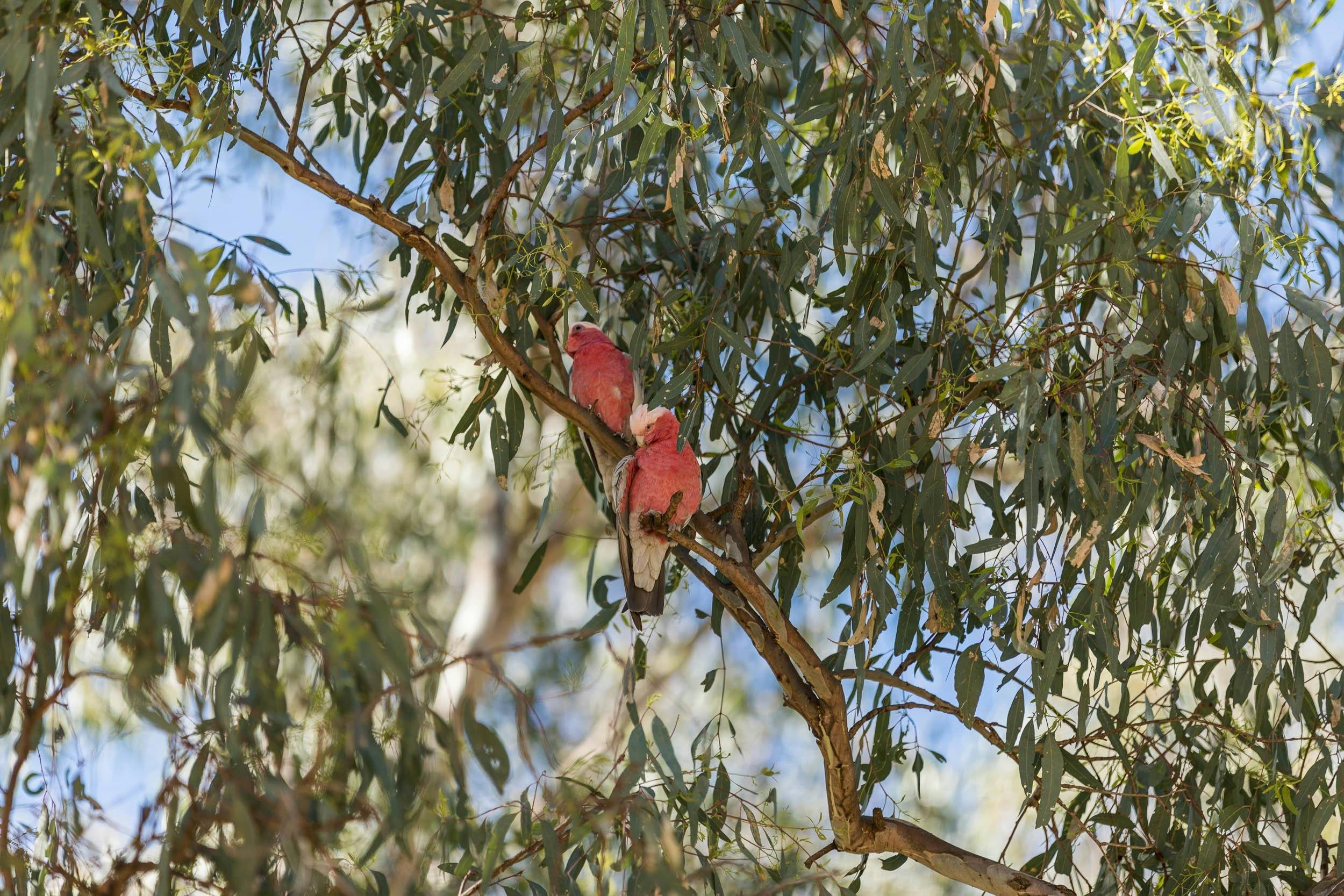 Galah