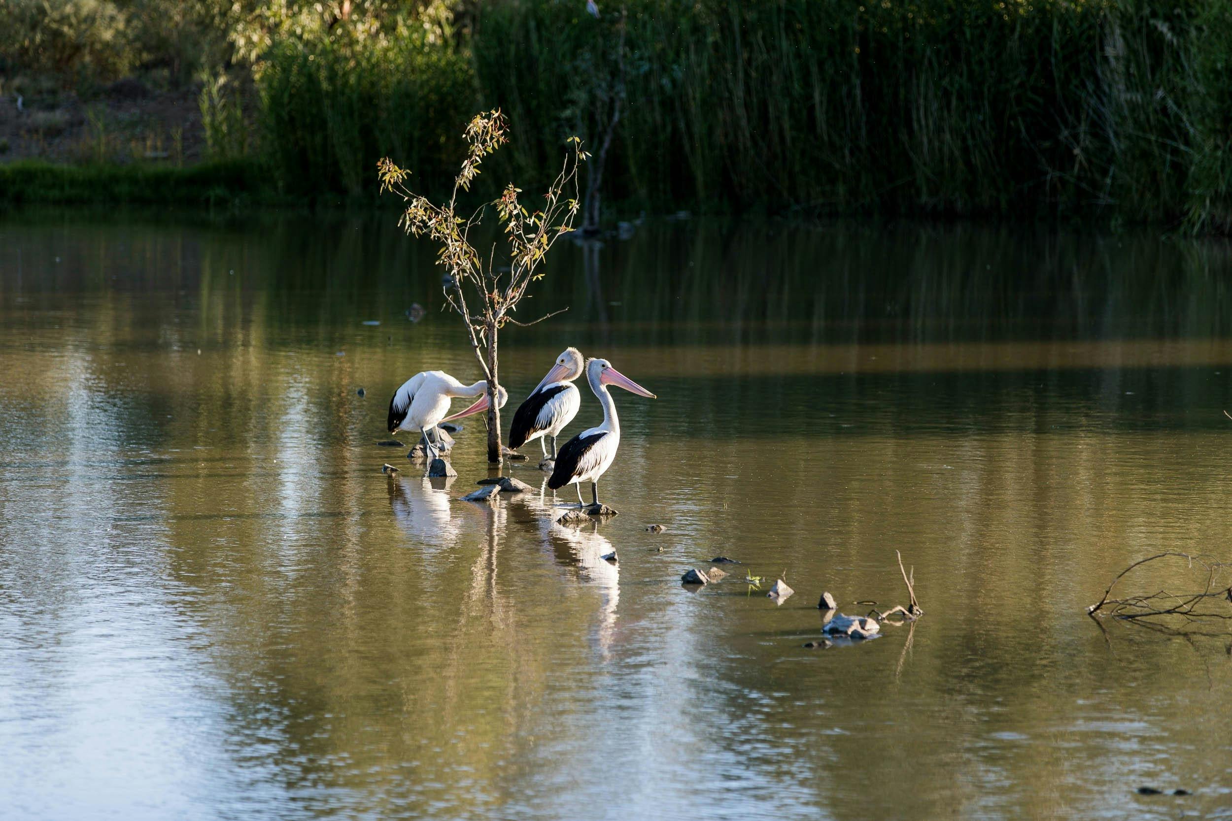 Pelicans at Narrandera Wetlands