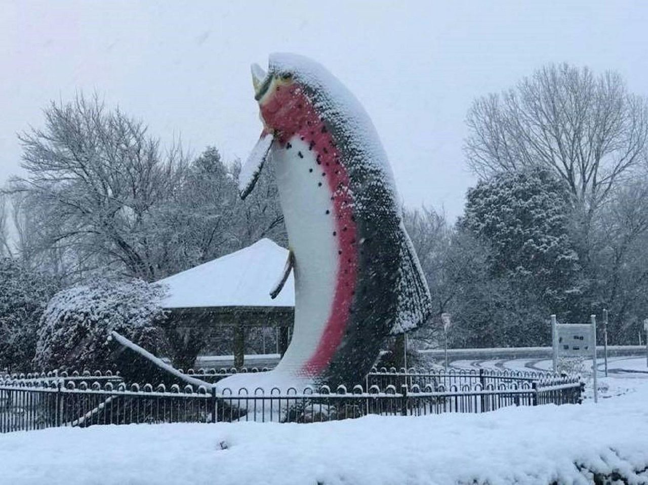 The Big Trout Snow 2016