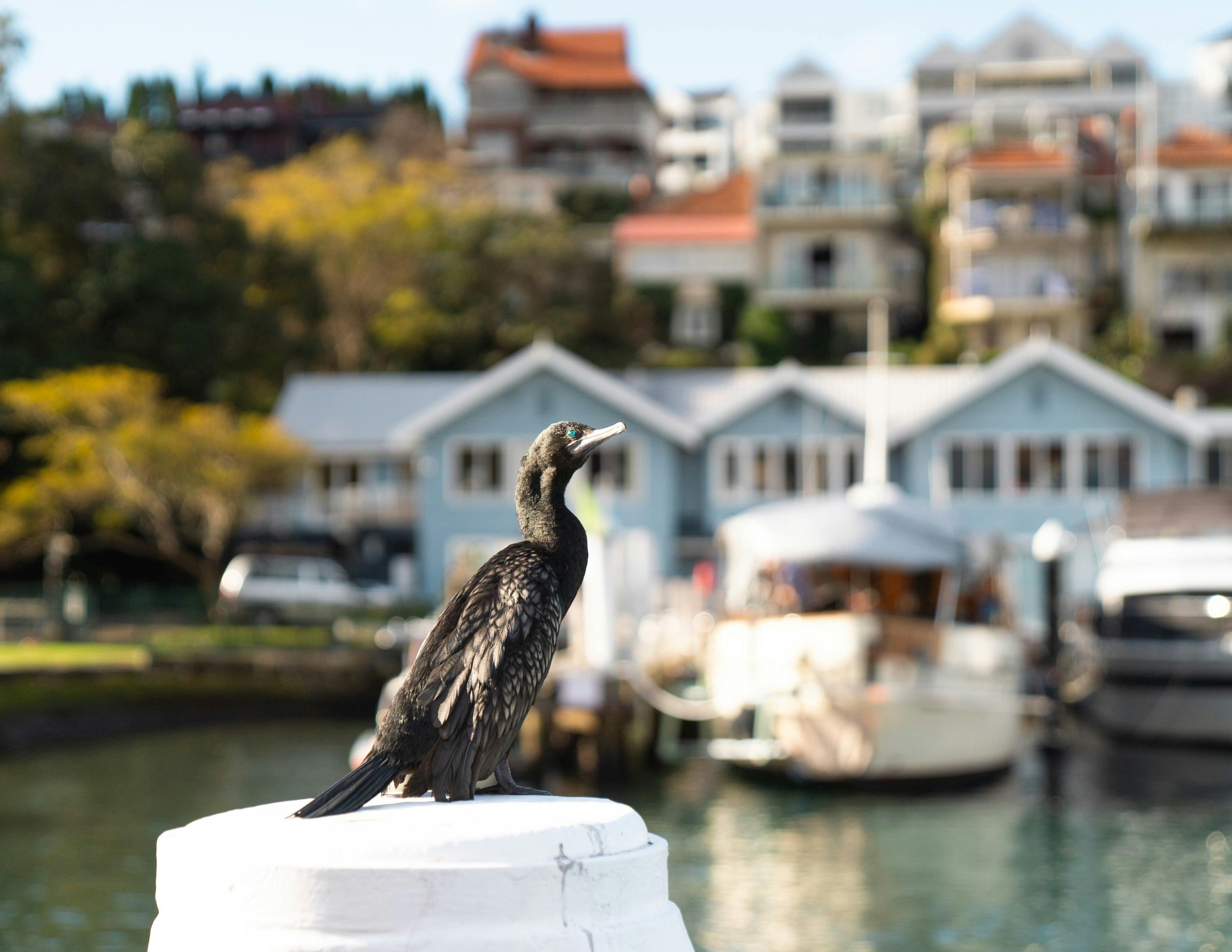 Flying Bear Cafe, Foys