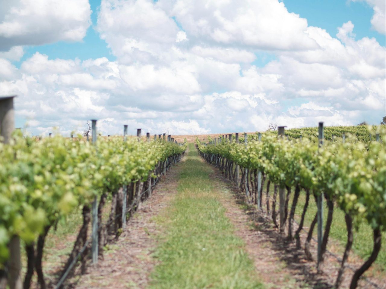 Four Winds Vineyard