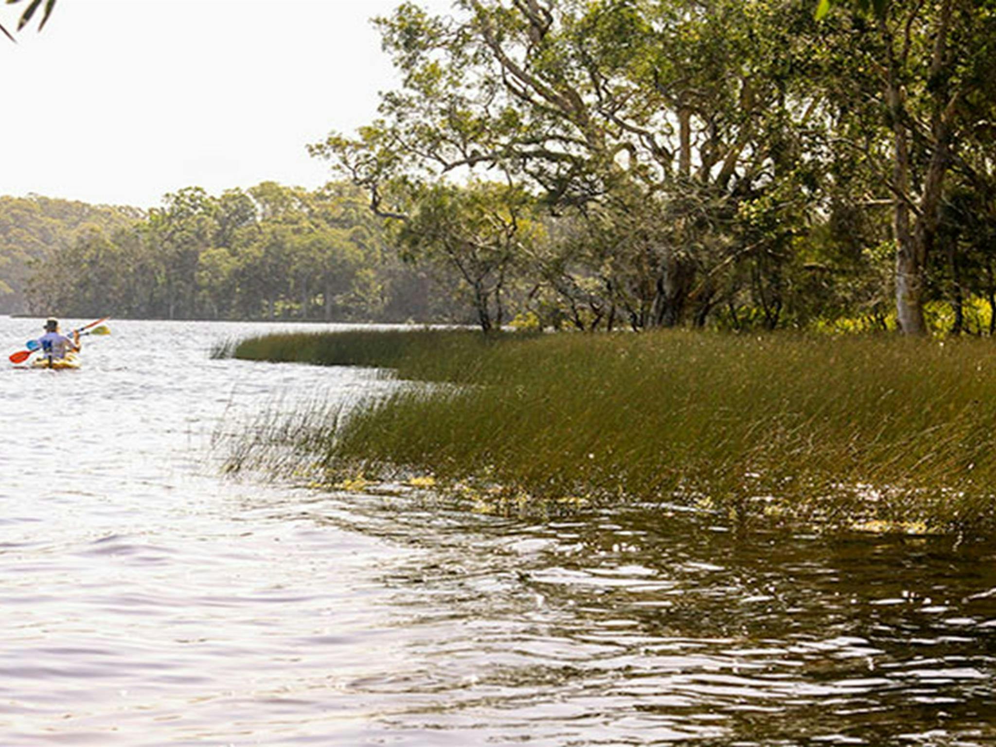 Black Oaks picnic area, Myall Lakes National Park. Photo: John Spencer/NSW Government