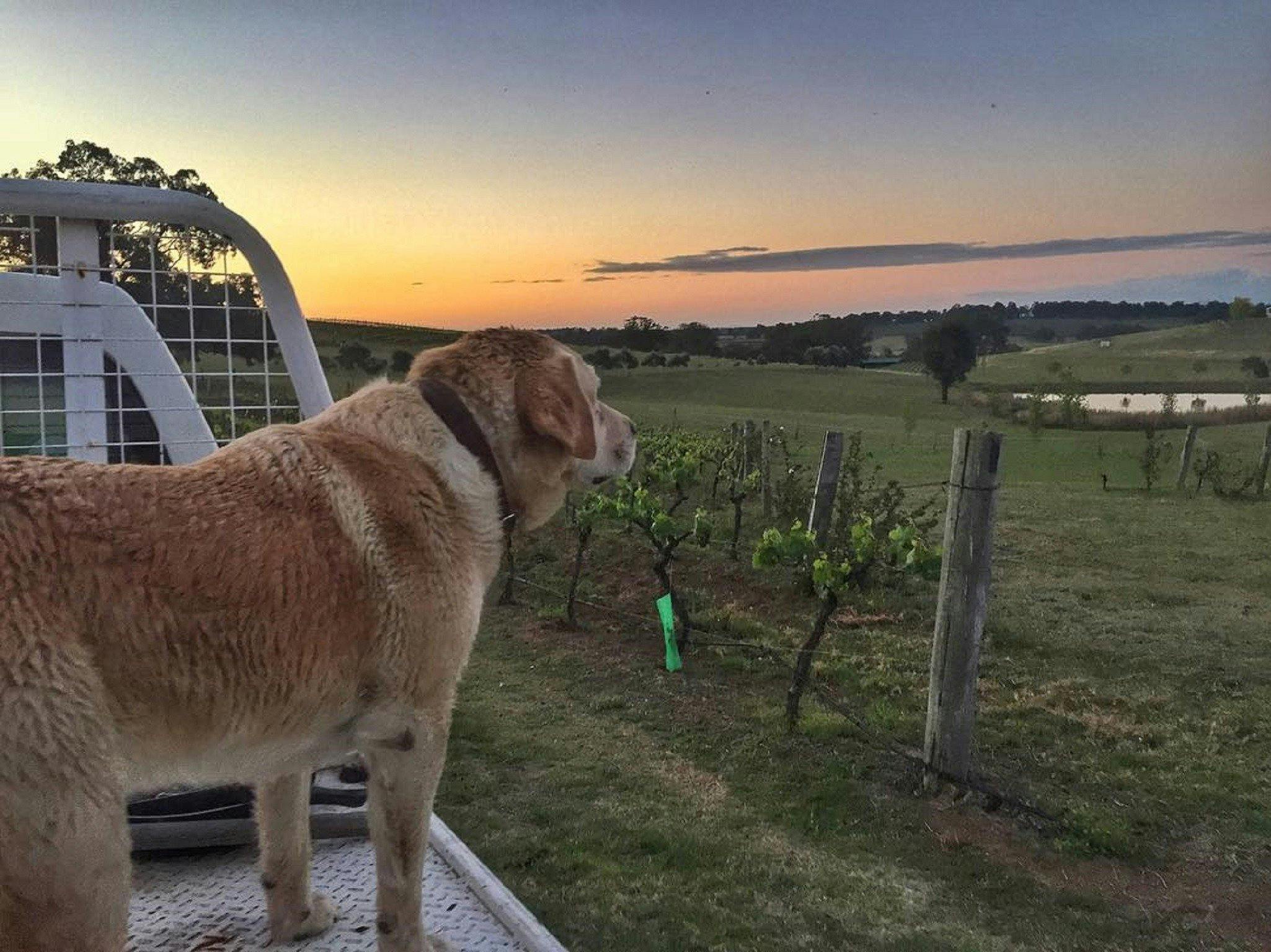 Vodka enjoying the sunset