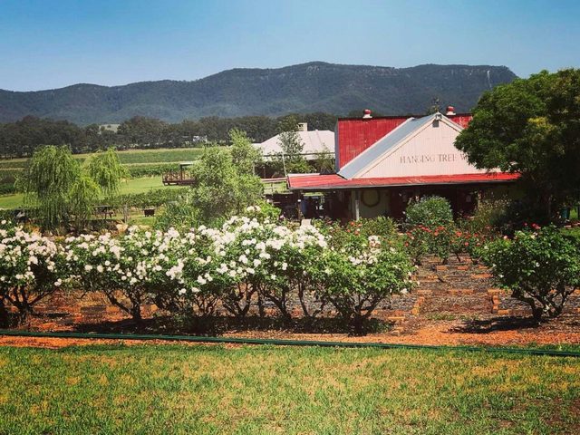 Hanging Tree Wines