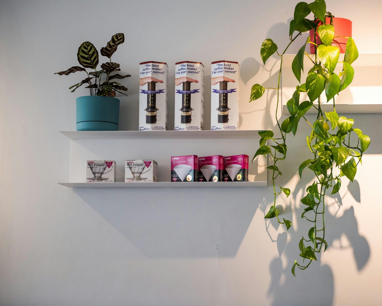 photo of plants