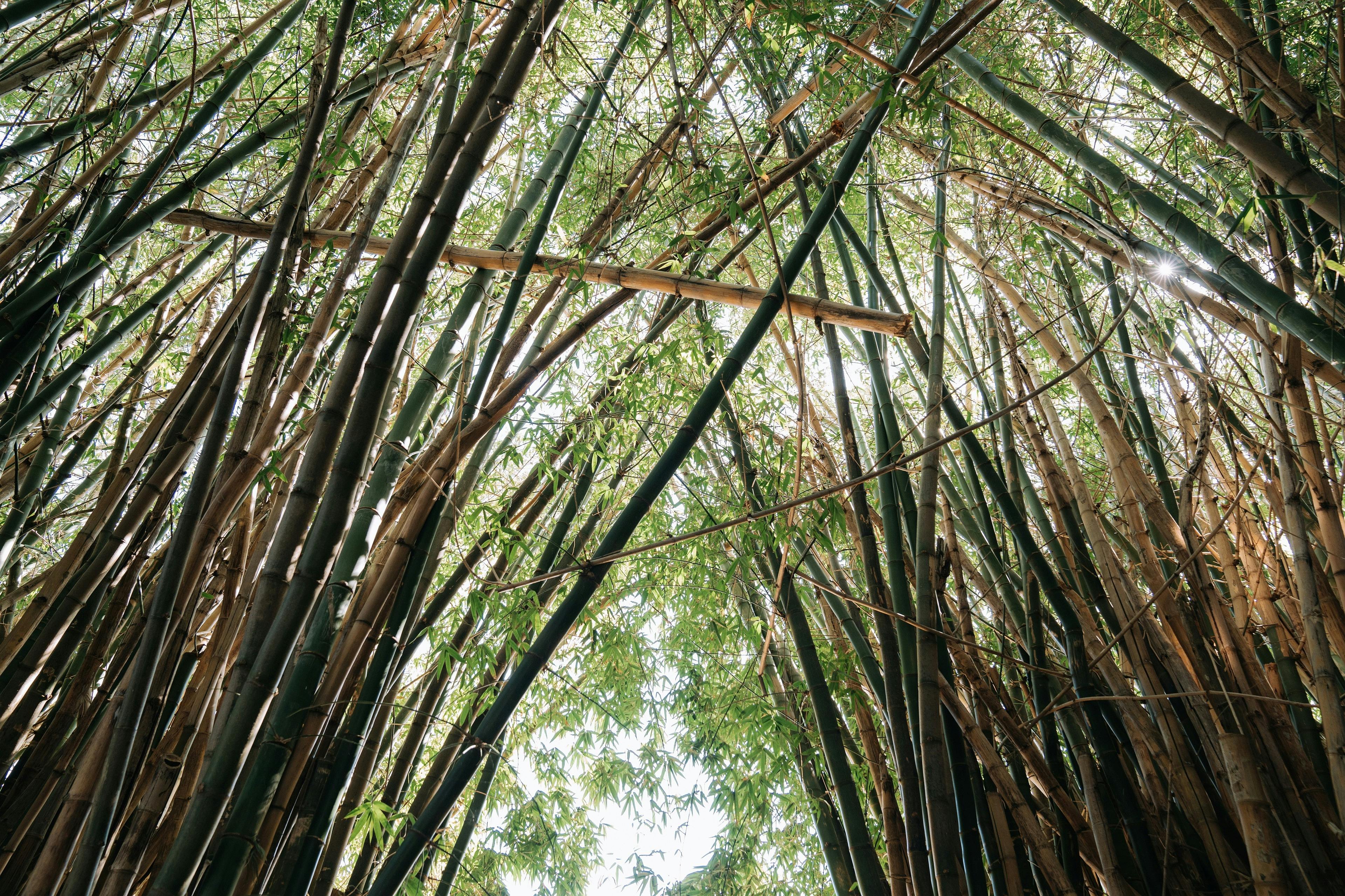 Bamboo