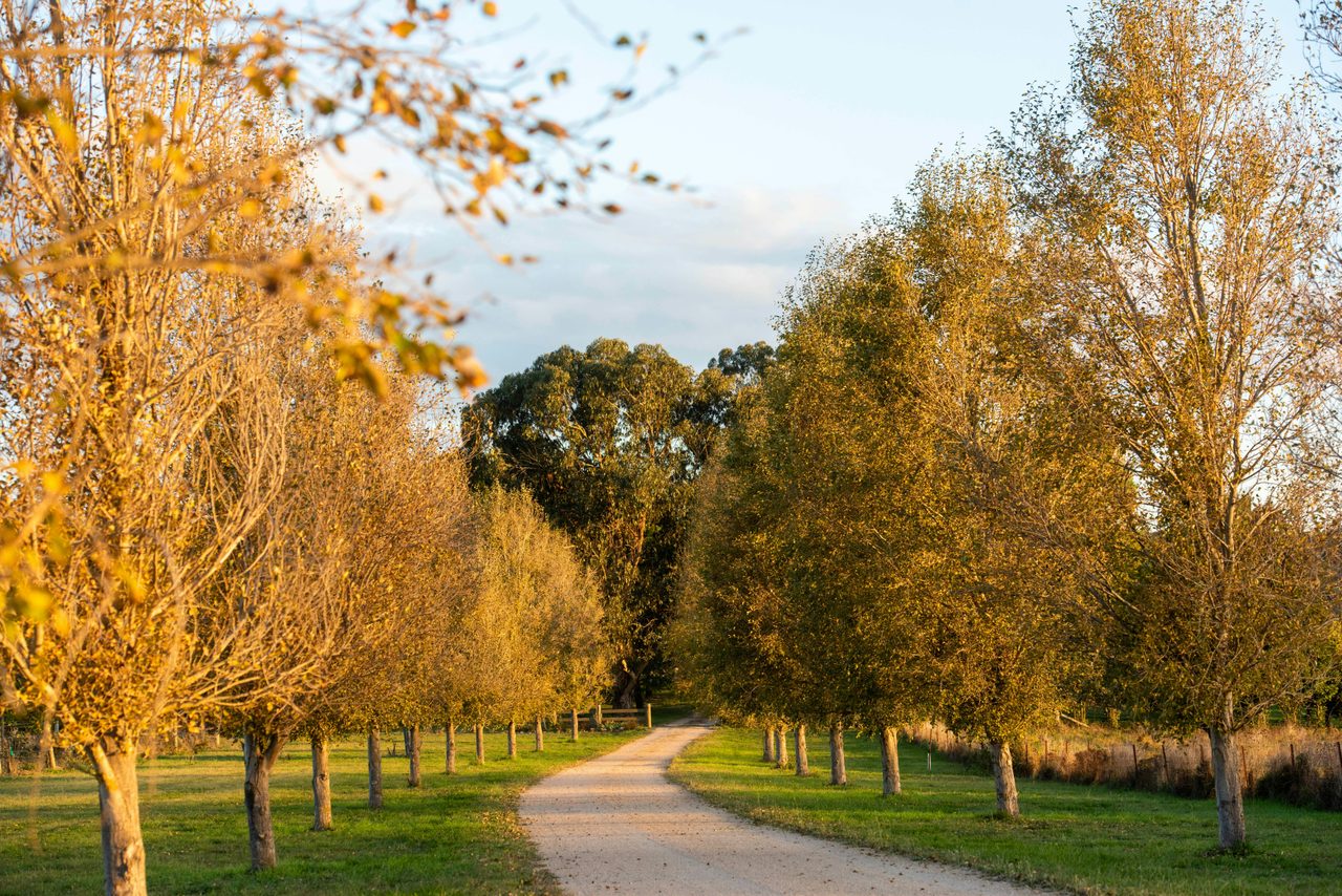 Country Lane