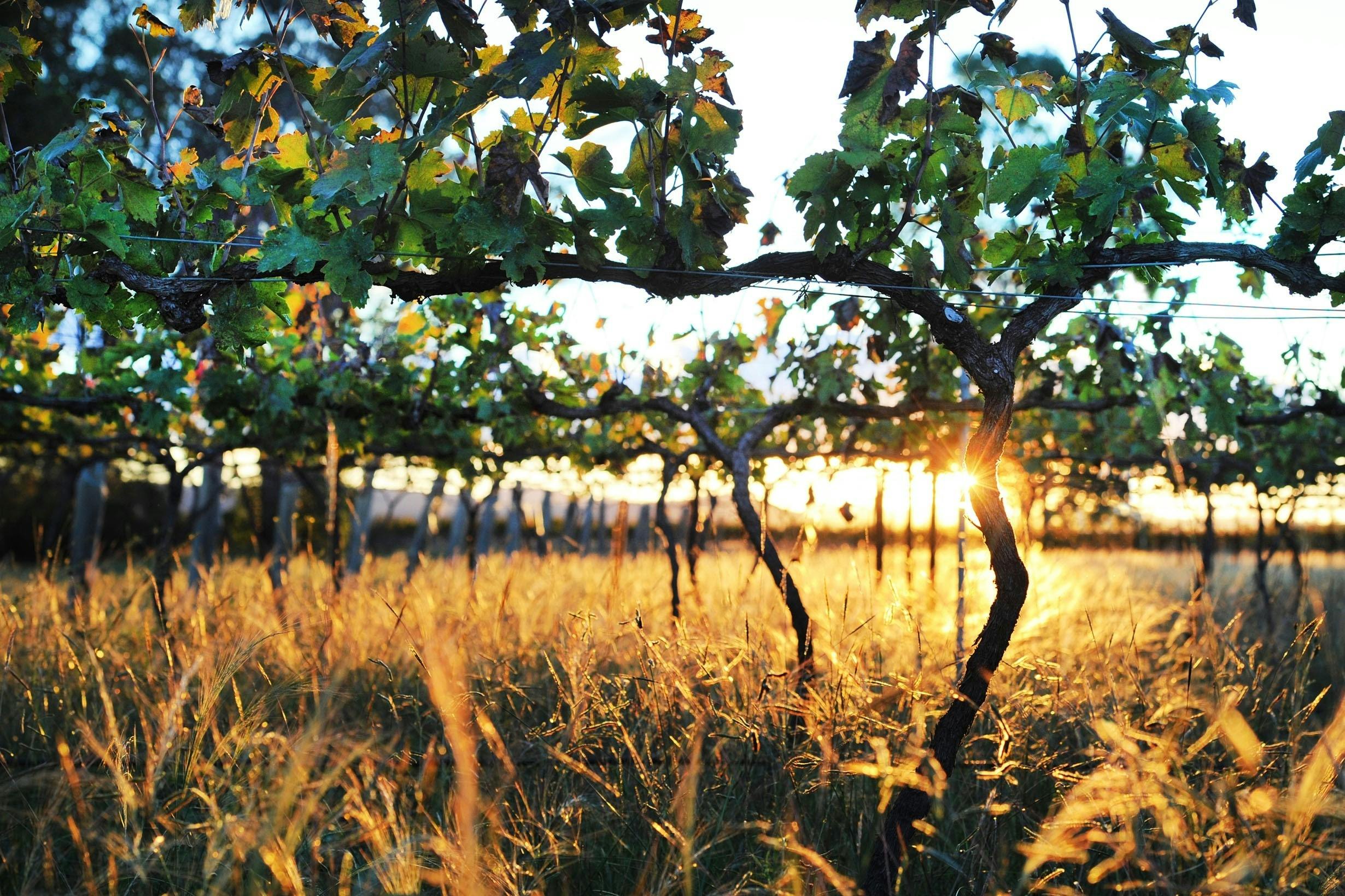 Sunset through the vines
