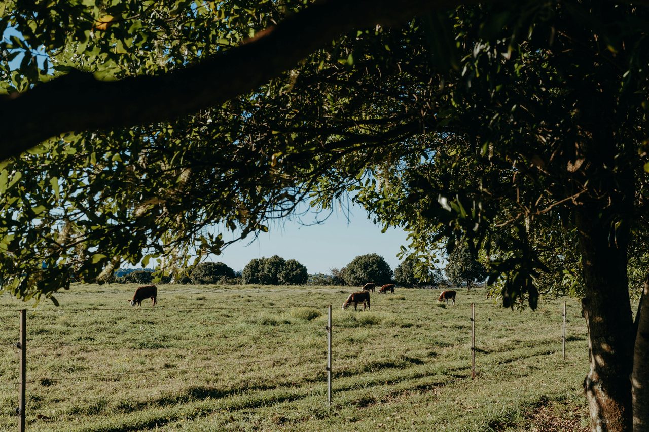 Views Across the Working Farm