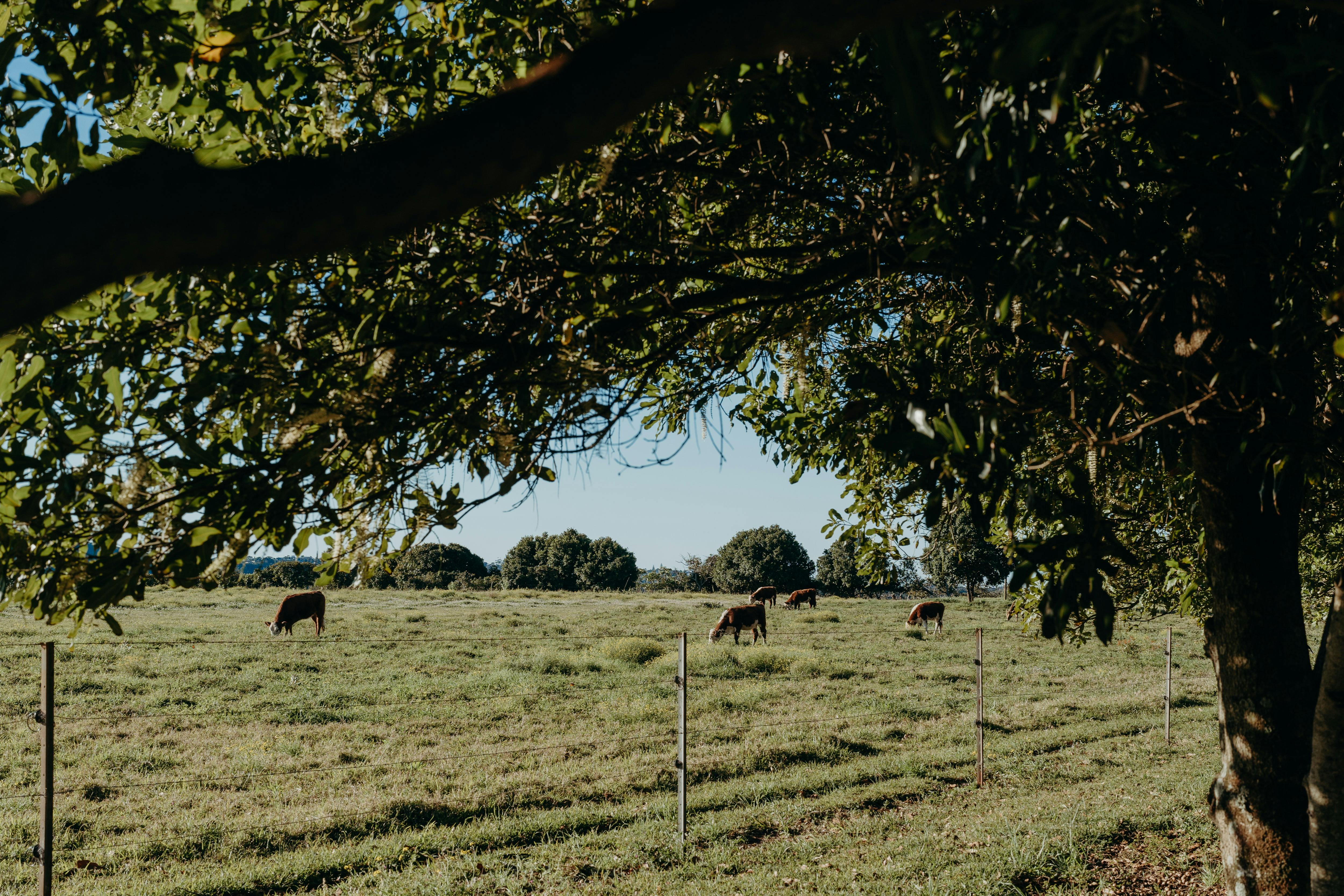 Views Across the Working Farm