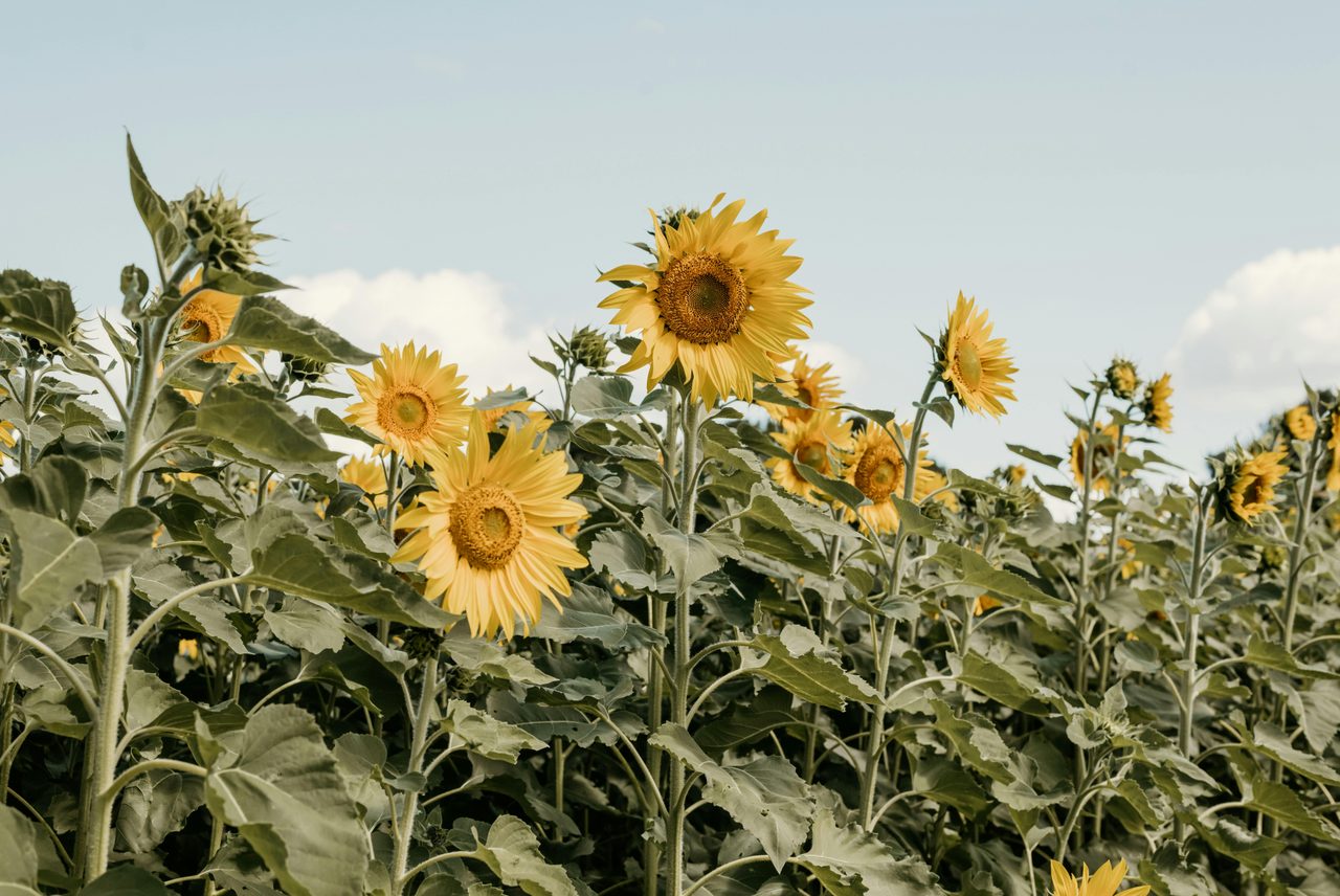 Explore the onsite sunflower plots