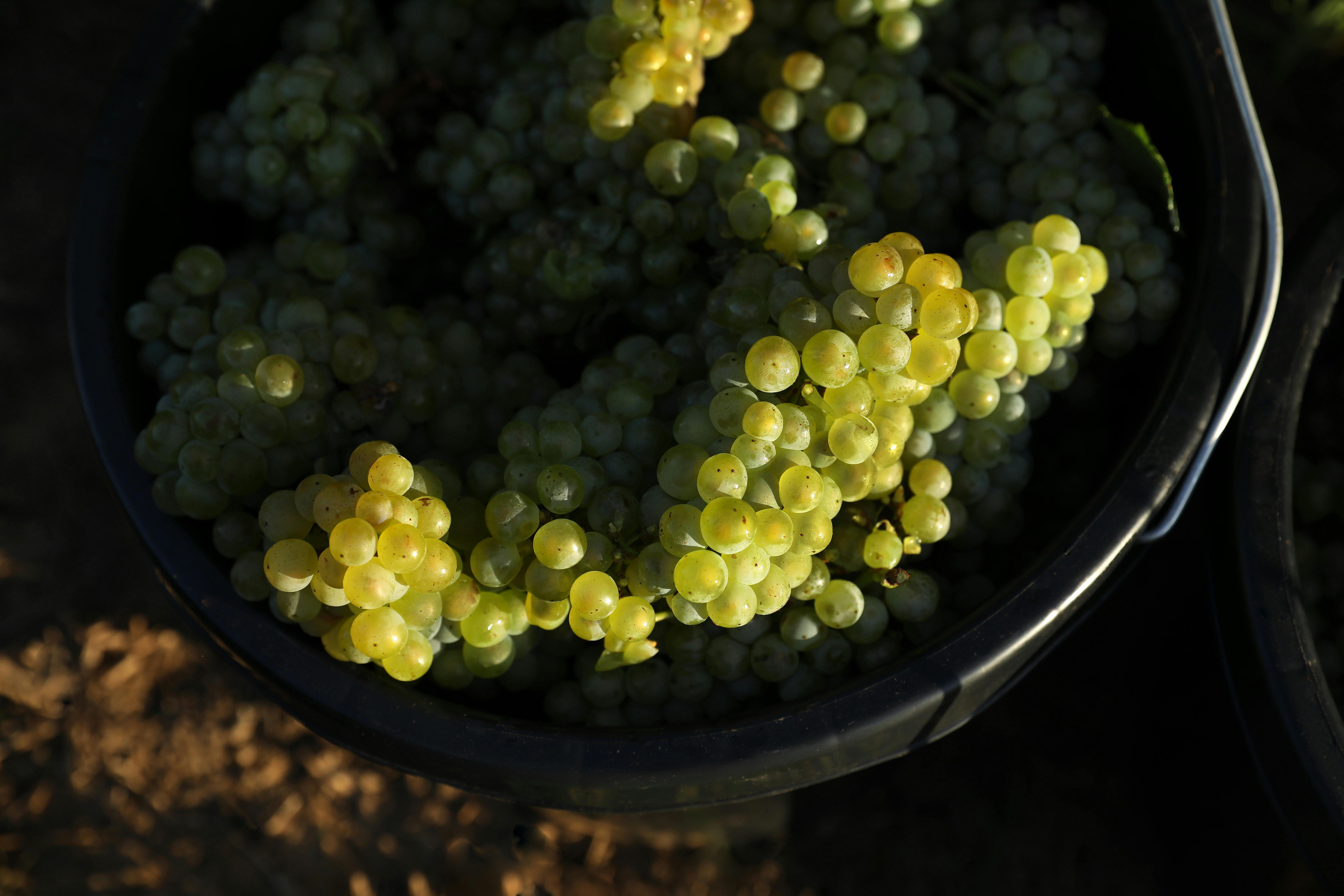 Binet Family Wines Vineyard