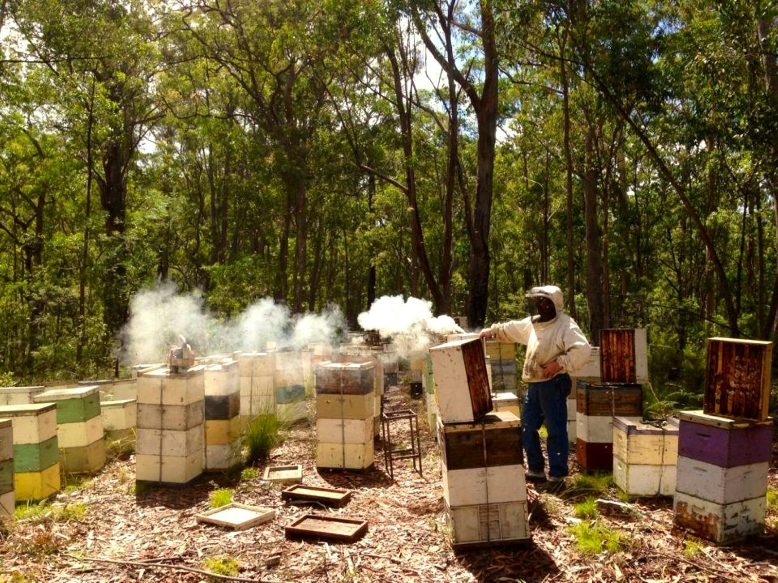 Beekeeper smoking beehives for collection.