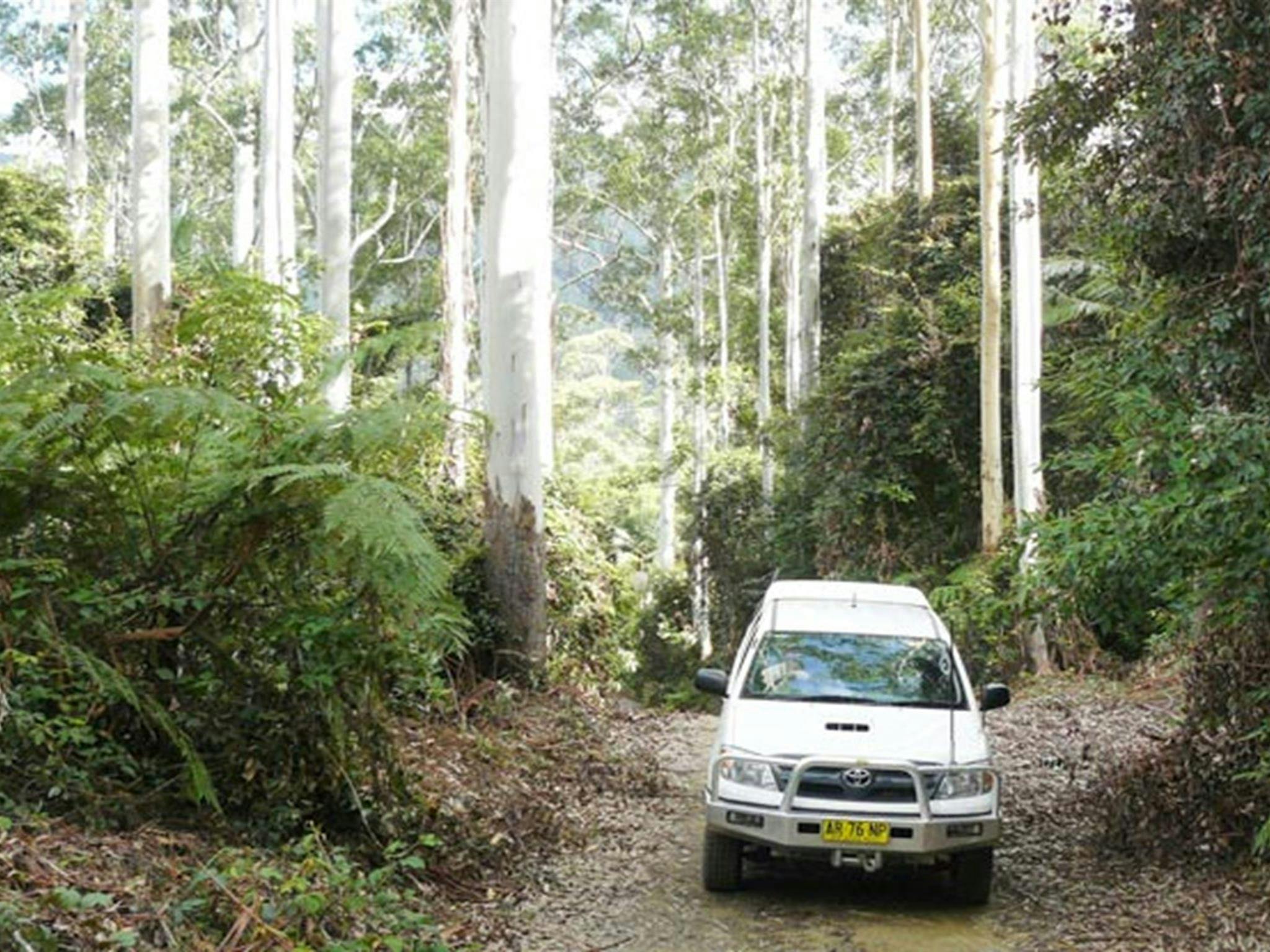 Pine Road, Bindarri National Park. Photo: Barbara Webster/NSW Government