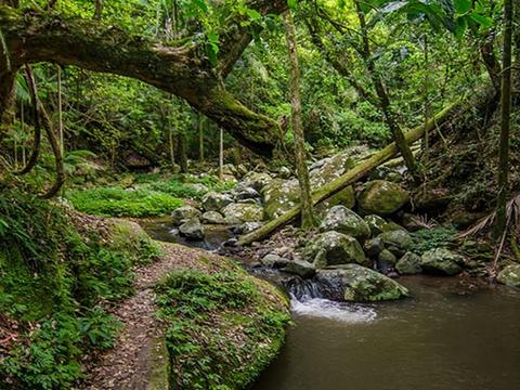 Border Ranges National Park