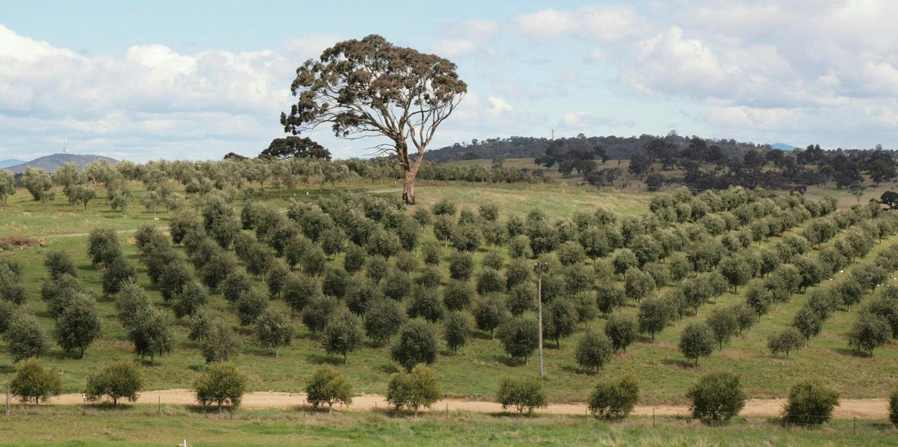 Oil Vineyard