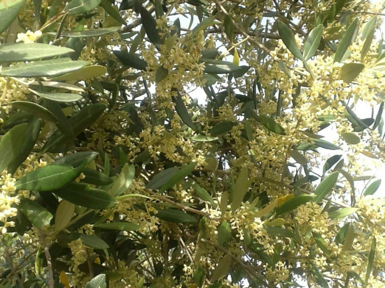 Oil Tree