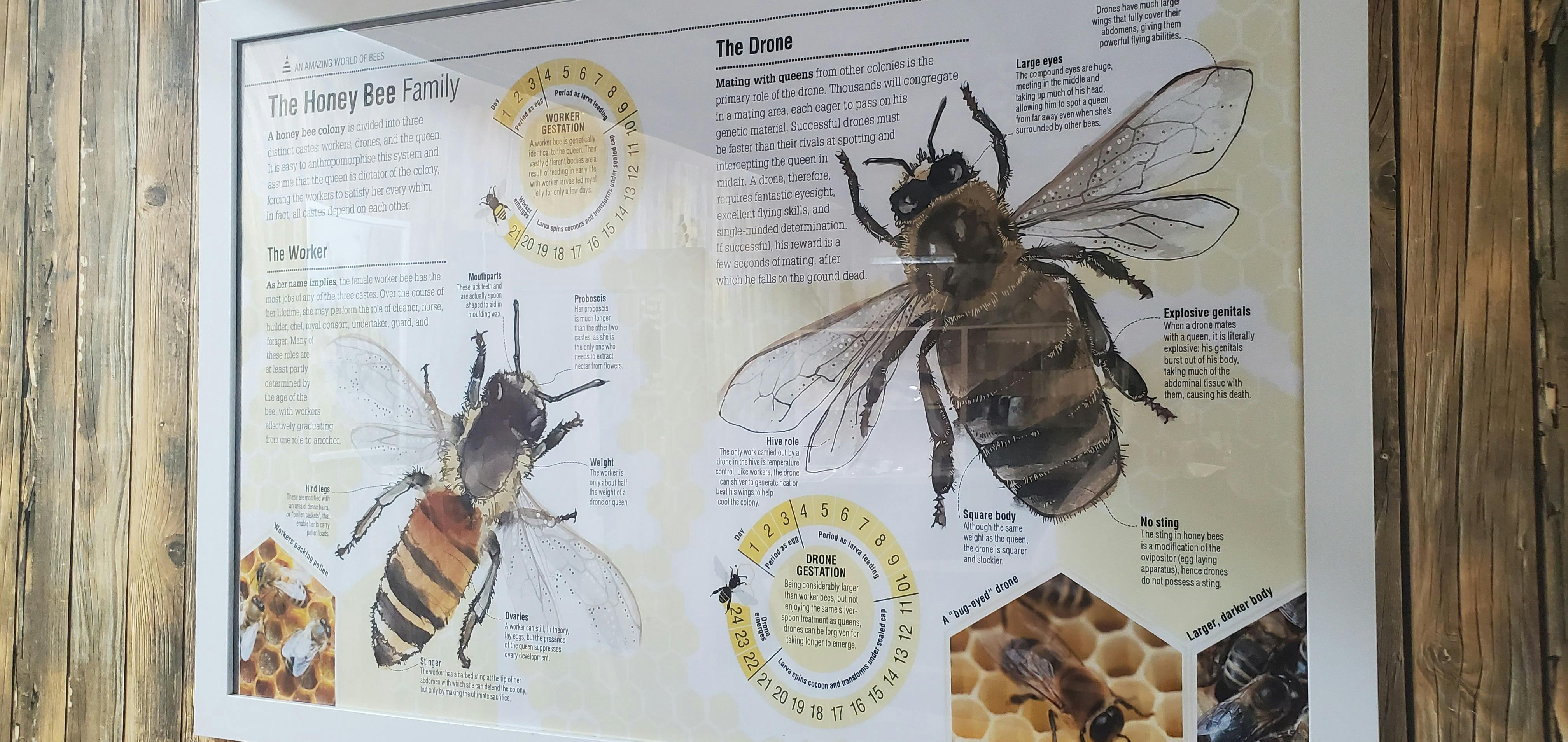 bee facts