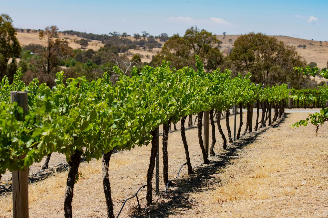 Where the Road Unfolds: A Lush Journey through Manicured Vineyards