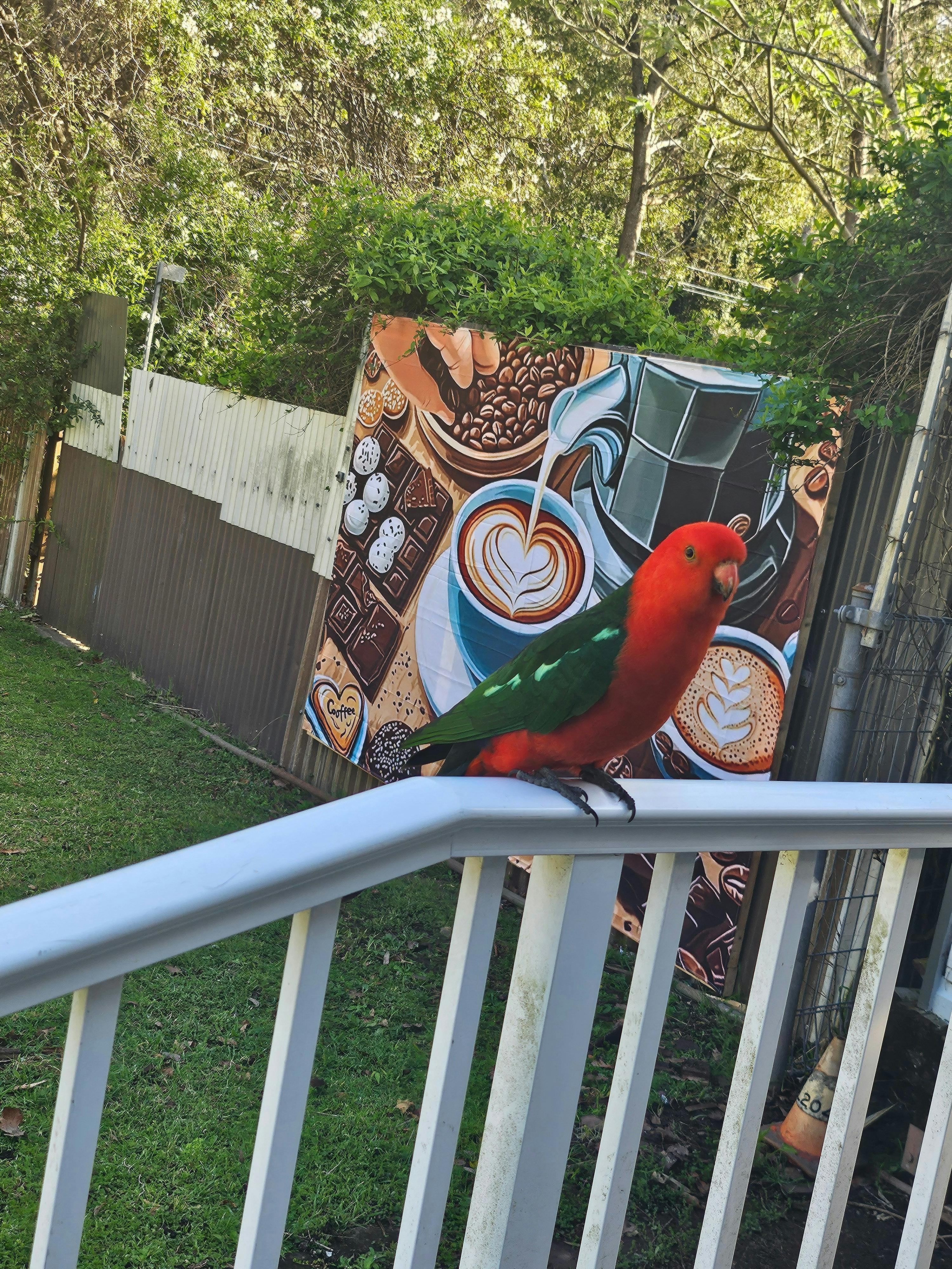 King parrot