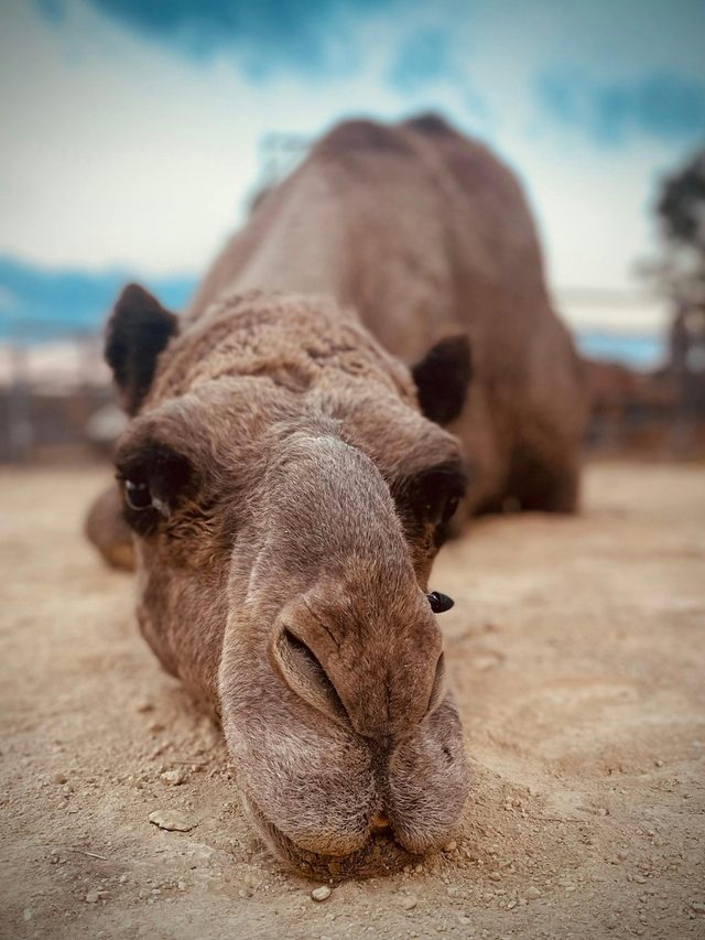 Bushfield Farm Camels