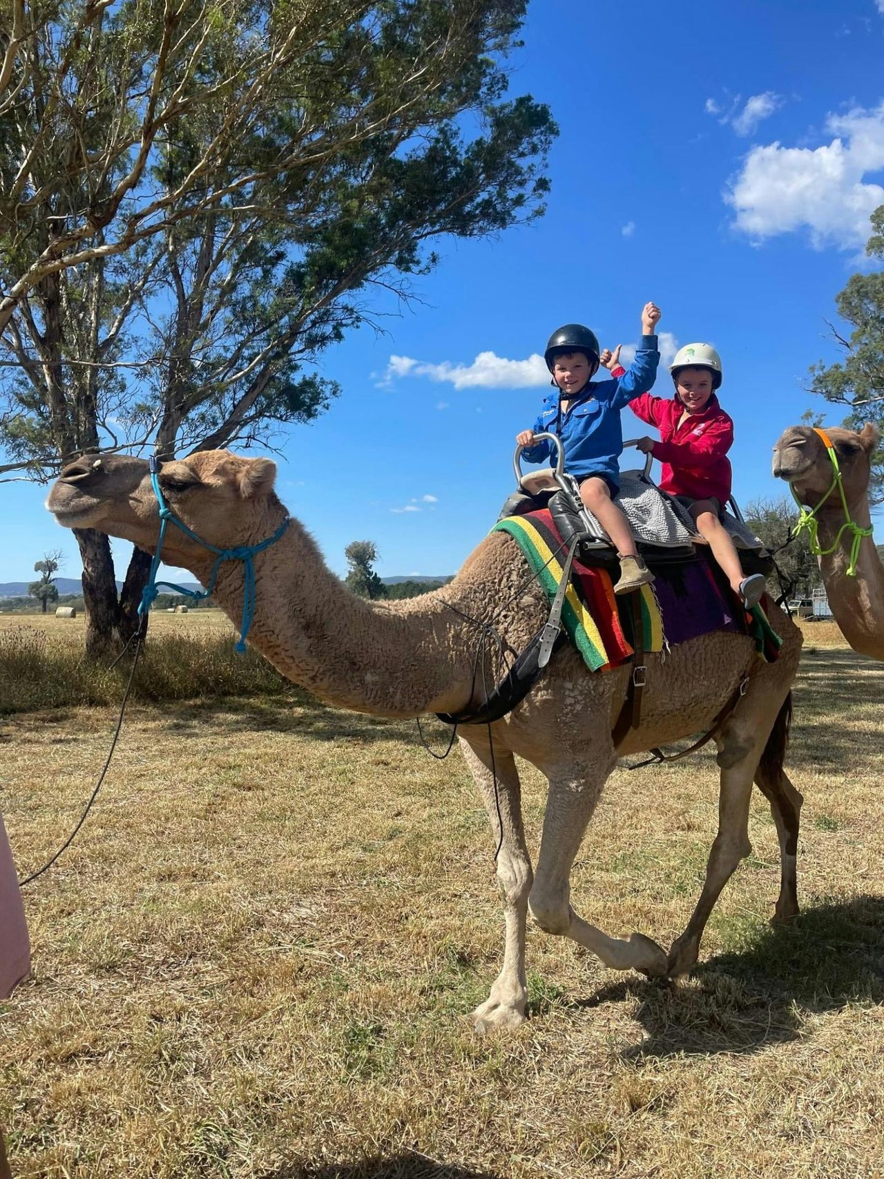 Camel