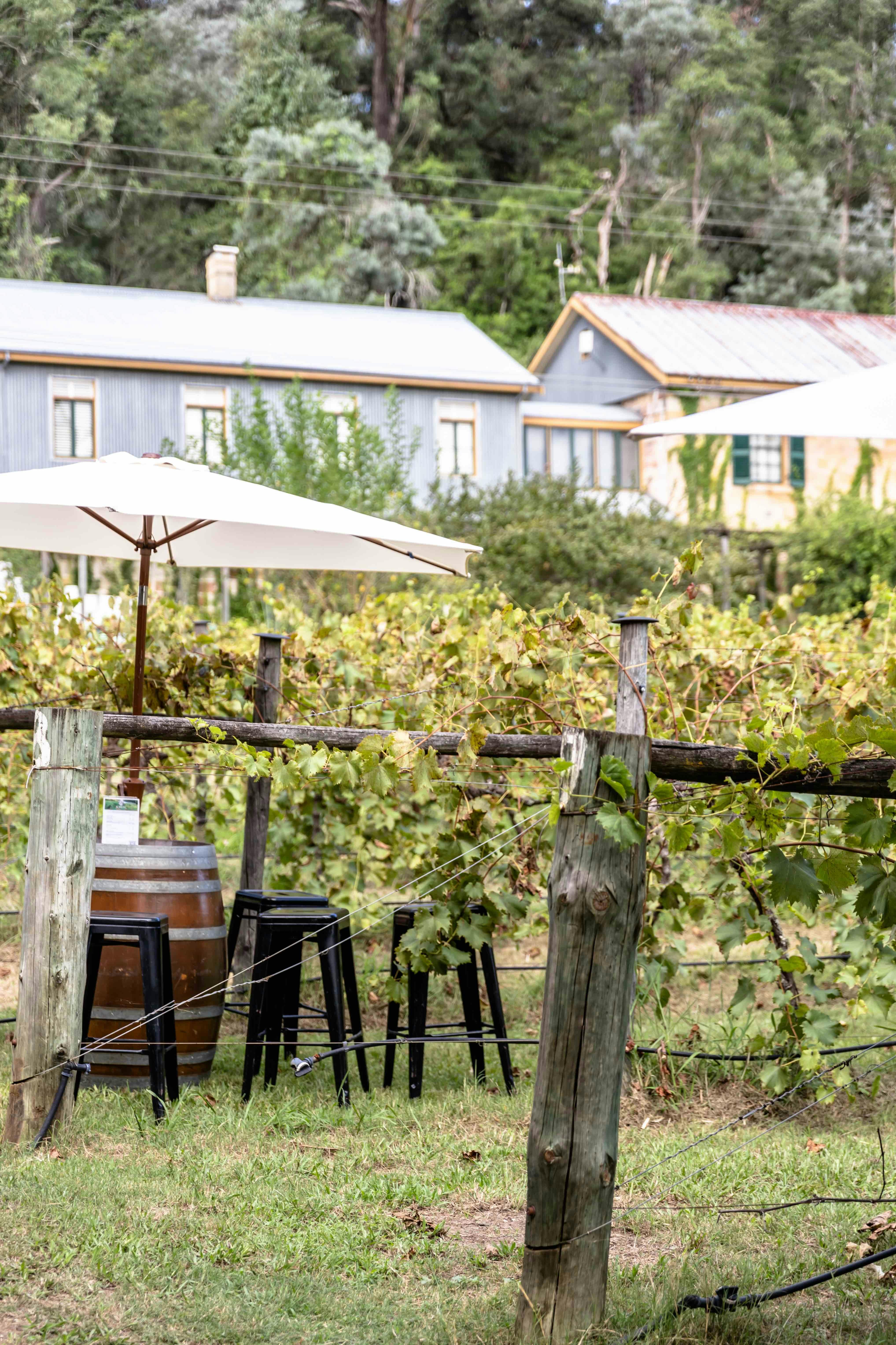 Sit among the vines and enjoy our stunning wines