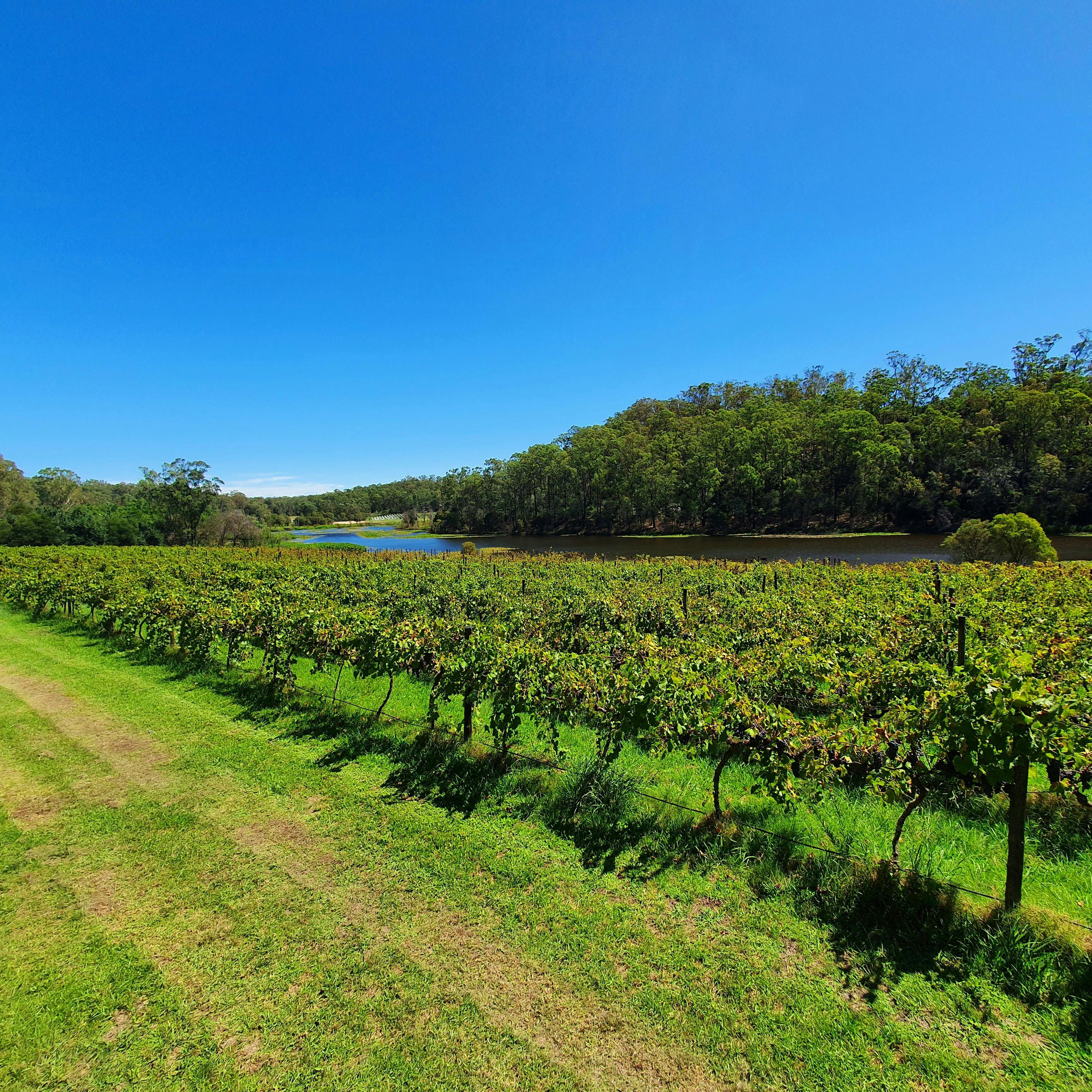 Jubilee Vineyard Estate