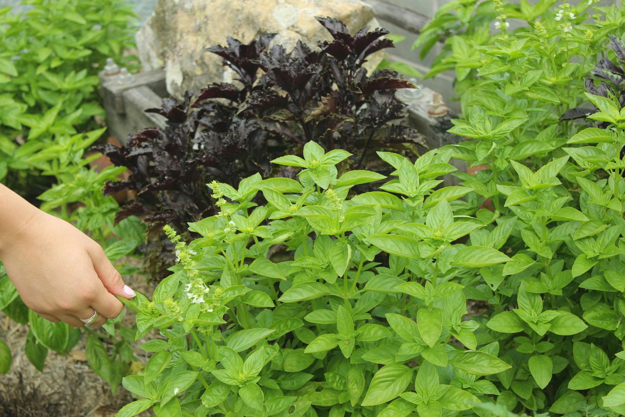 Hillview Herb Farm