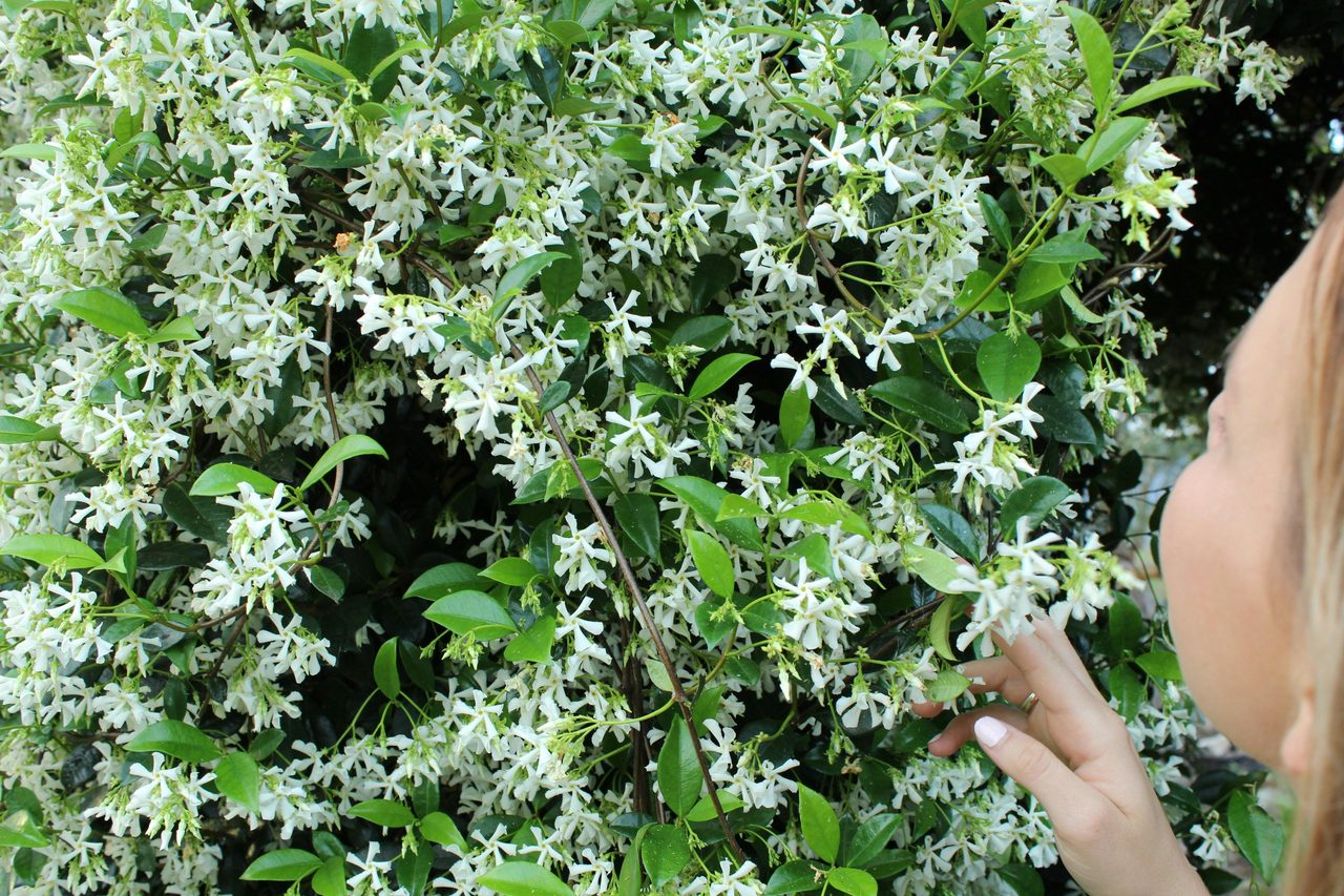 Hillview Herb Farm