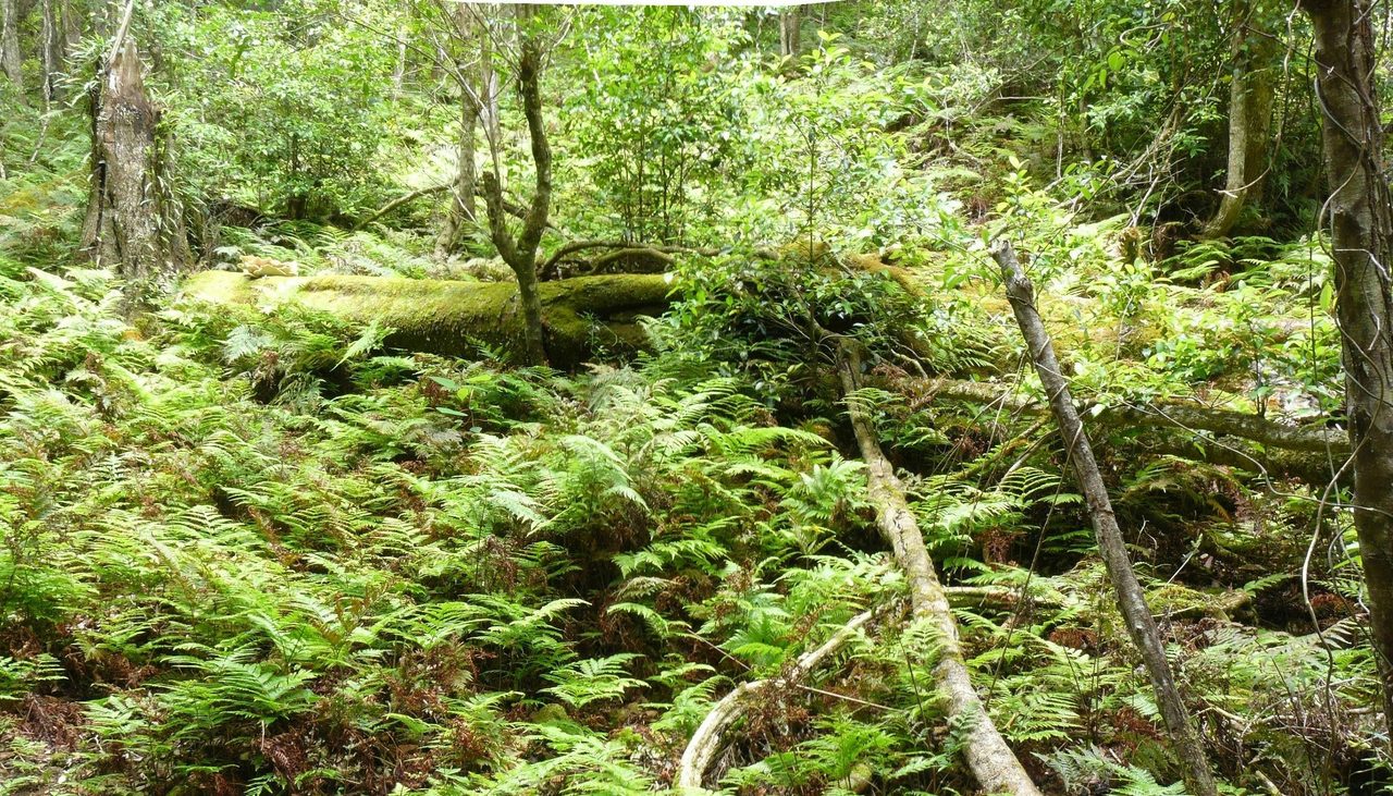 rainforest