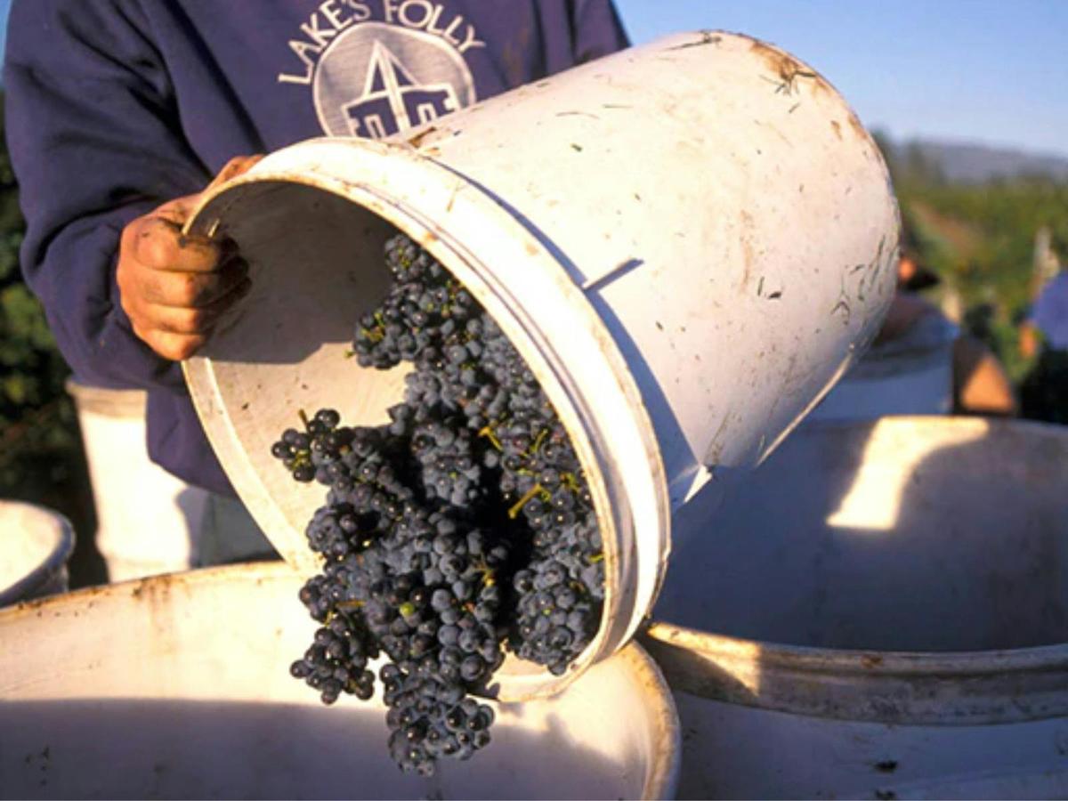 grapes