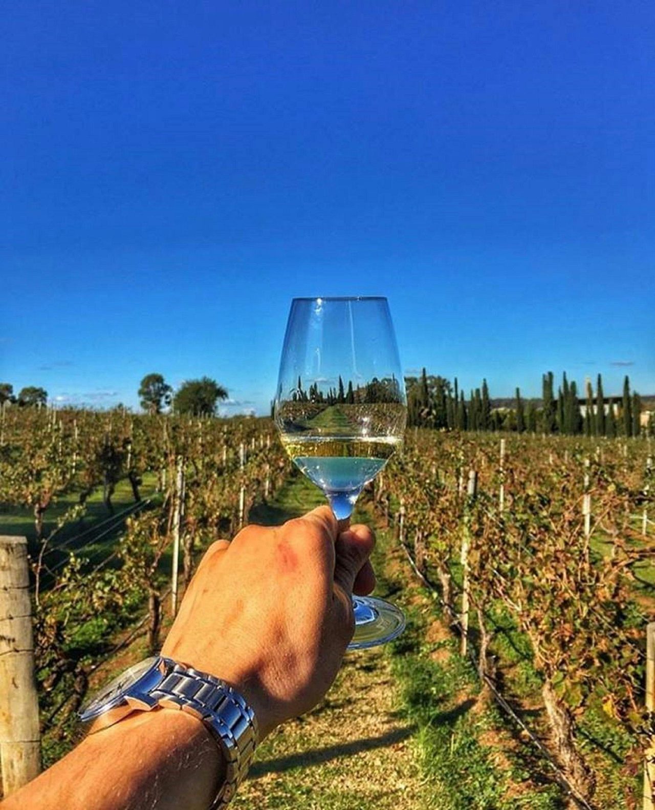 Our wine