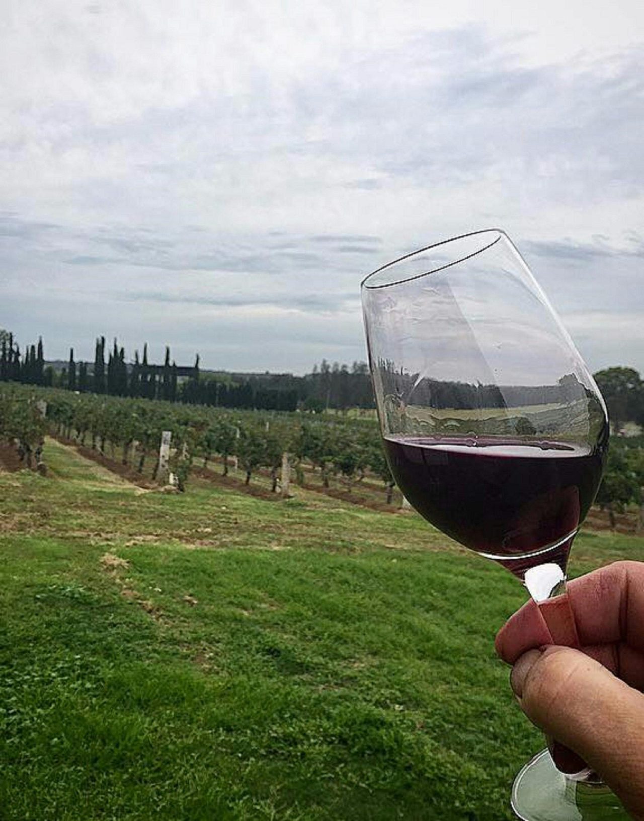 Our wine
