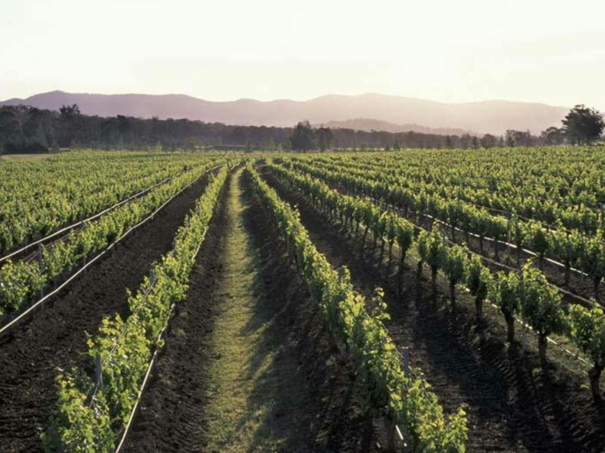 vineyard image