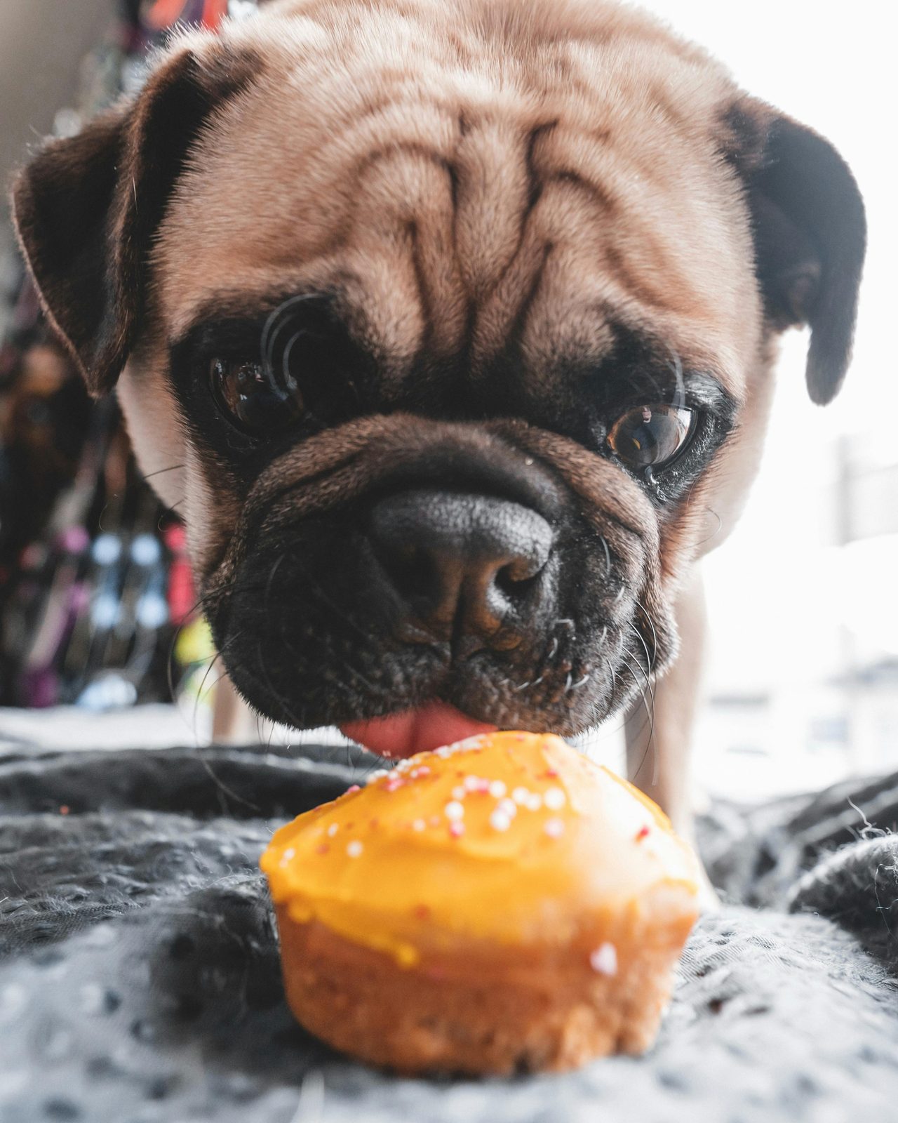 Treat your dog with homemade treats
