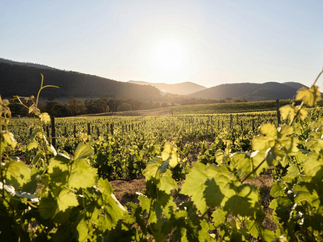 Vinyard
