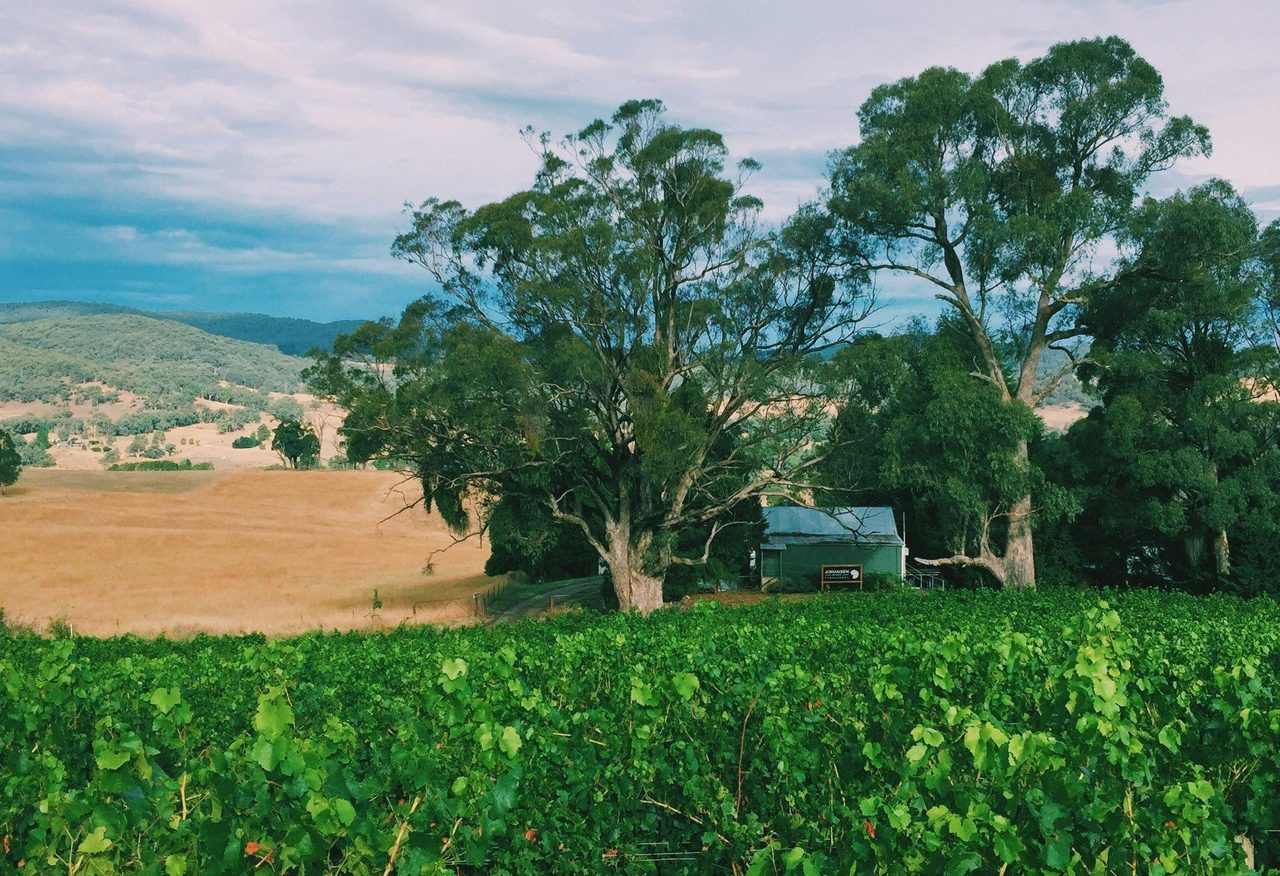 Looking over the Chardonnay to the cellar door