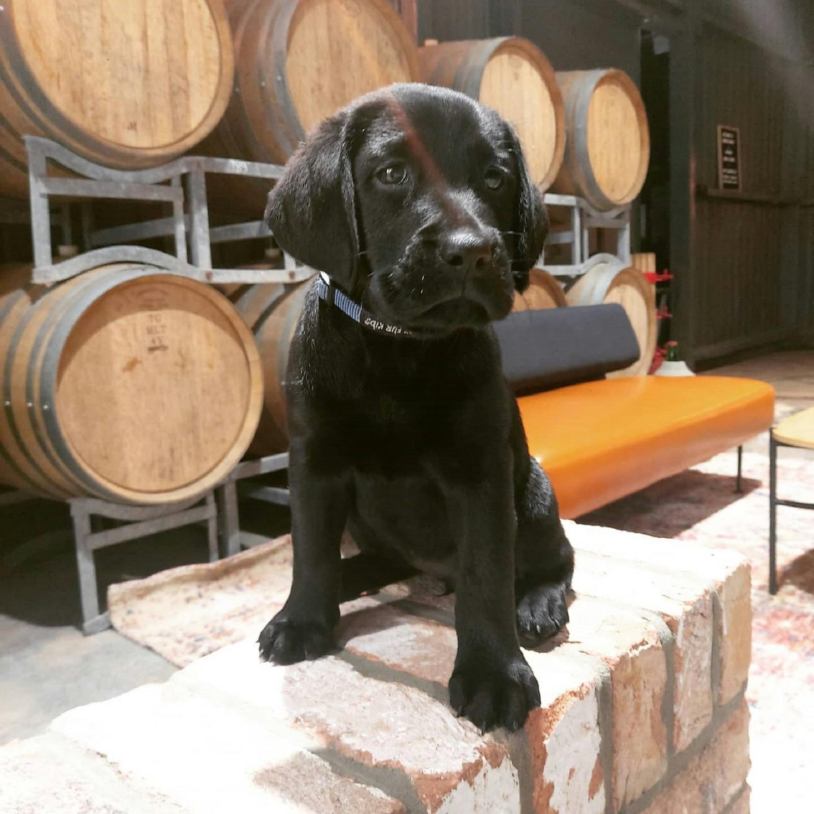 Welcome little Sunday!