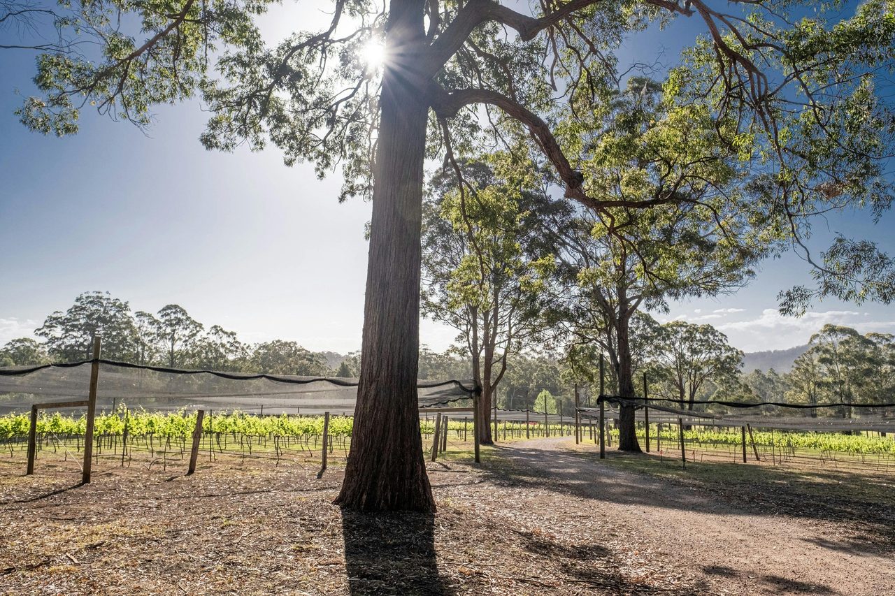 Beautiful Vines