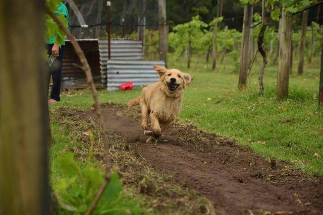 Lyrebird Ridge Organic Winery and Retreat