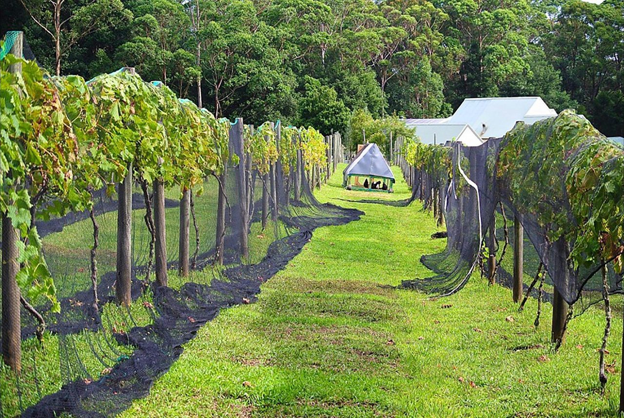 Chooks in the Vineyard