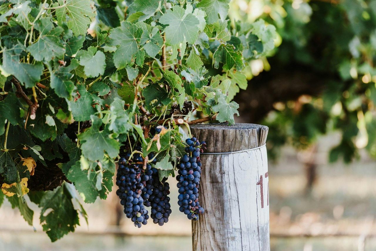 Vineyard