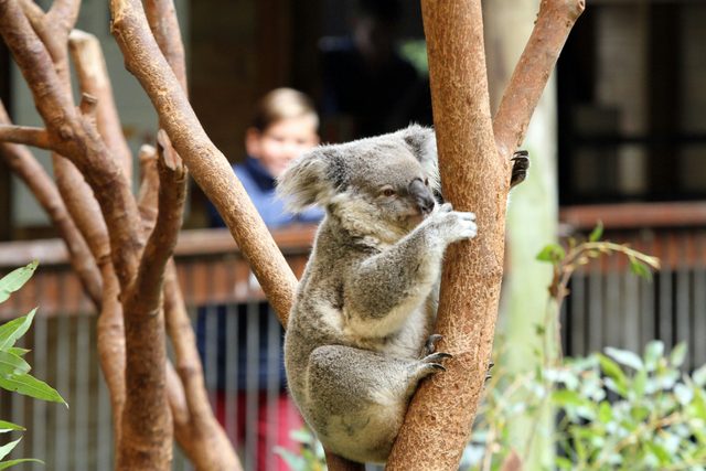 Blackbutt Reserve