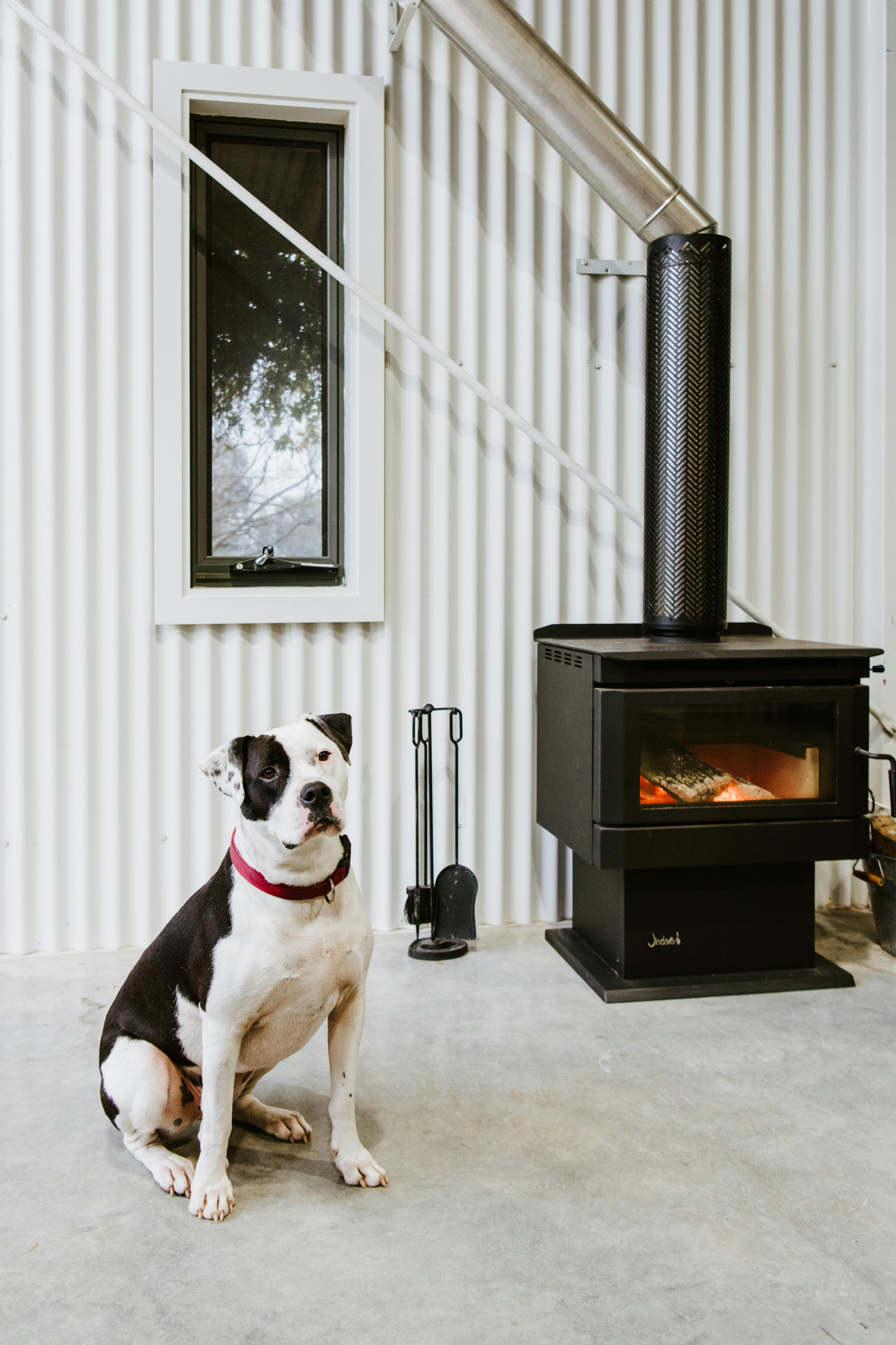 Cooper, the vineyard dog next to the wood burner at McIntosh Estate in Mudgee NSW