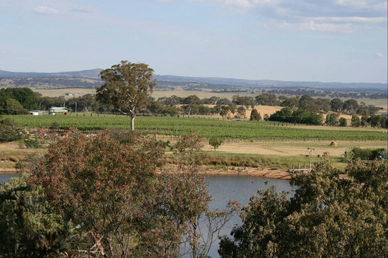 Vineyard