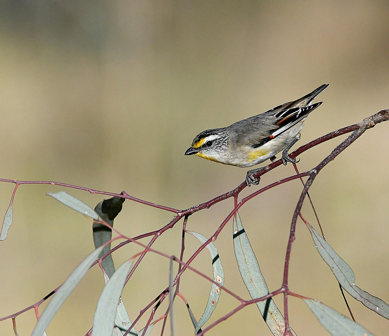 Striated Pardalote