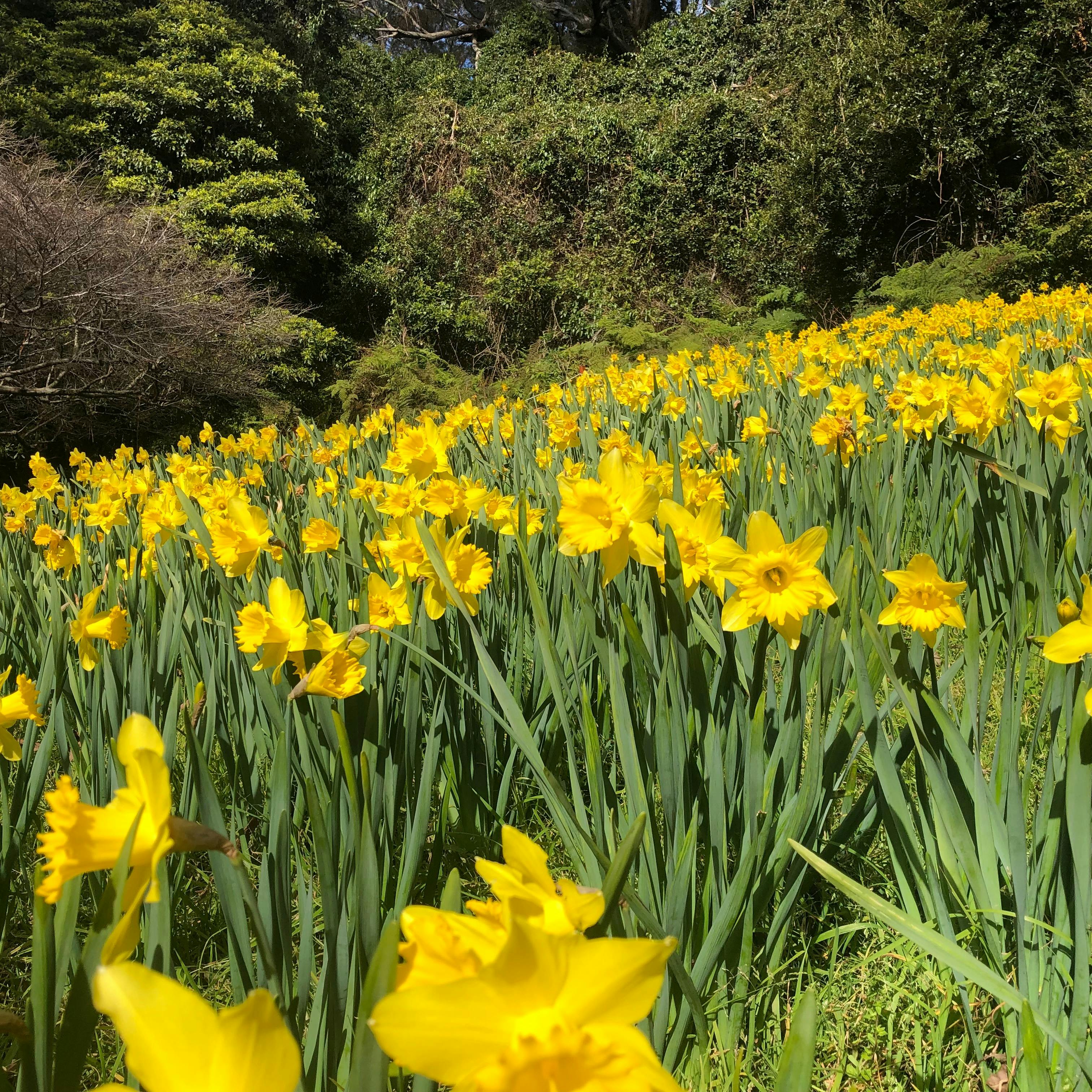 Daffodils in the Brunet Meadow
